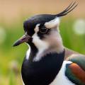 Kızkuşu » Northern Lapwing » Vanellus vanellus