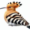 İbibik &#8211; Eurasian Hoopoe &#8211; Upupa epops